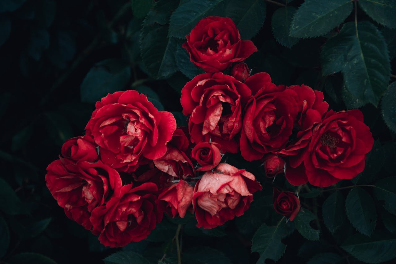red roses on canvas